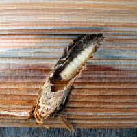 Wood Borer Control